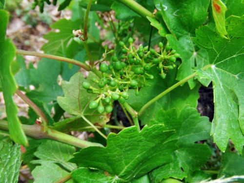 pinot2-juin07.jpg