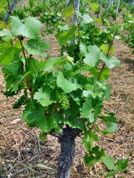 souche-pinot-juin07.jpg