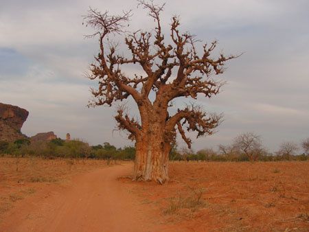 Baobab-pres-de-Ende-Mali.jpg