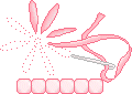 broderie.gif