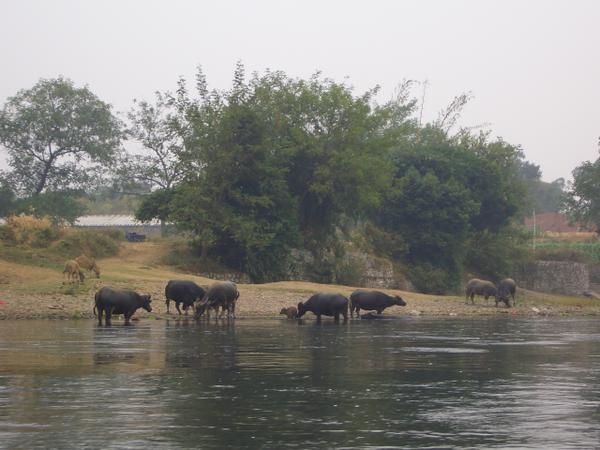 Buffles au bord de la rivière Li