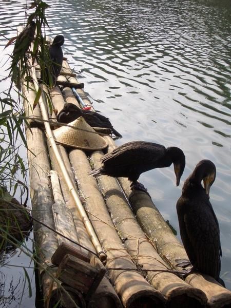 Cormorans pêcheurs sur un radeau en bambou