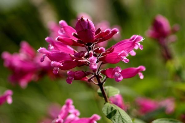 Belle-fleur-toujours-inconnue.JPG