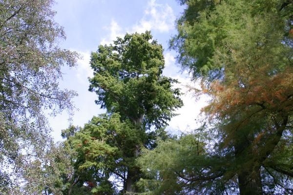 Cedre-chauve-Rambouillet.JPG