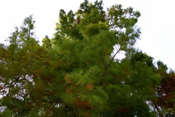Cedre-chauve-a-Rambouillet.JPG