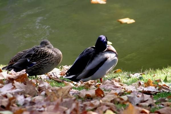Couple-de-canard-col-vert.JPG