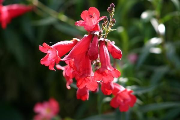 Fleur-rouge.JPG