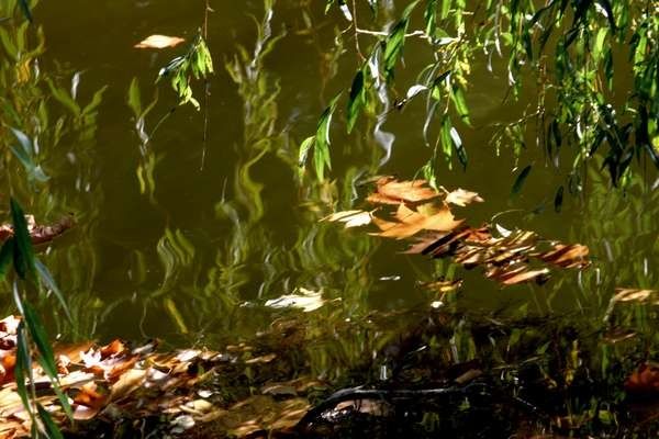 Reflets-et-saule-pleureur.JPG