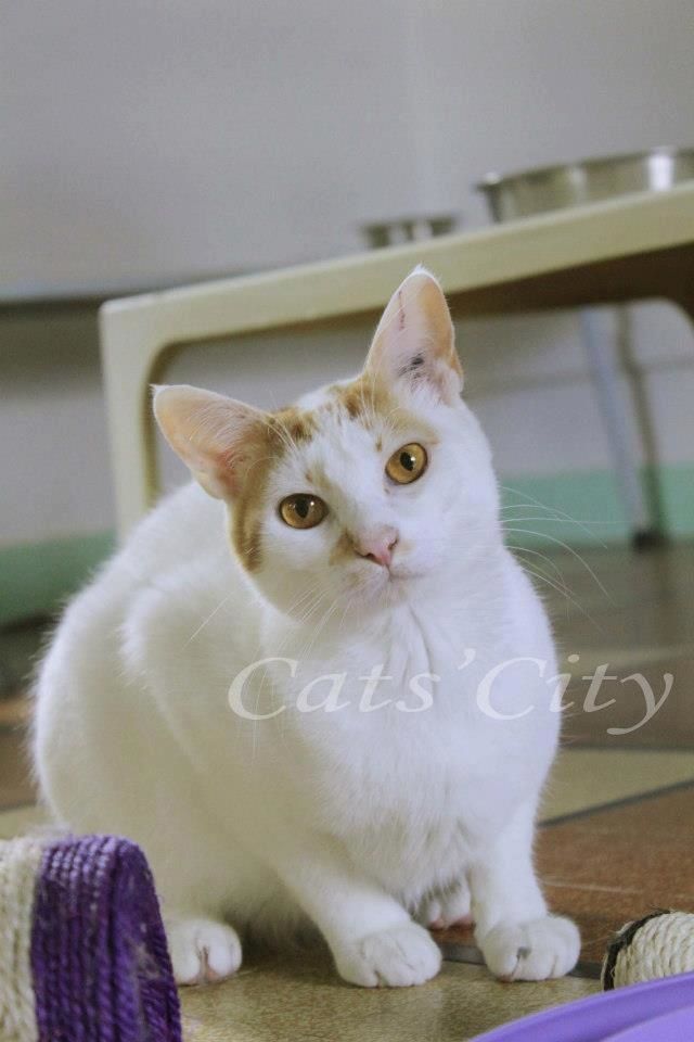 chat pontoise