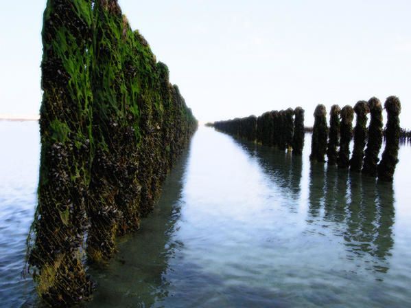 Les bouchots,les moules