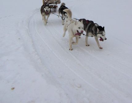 chiens