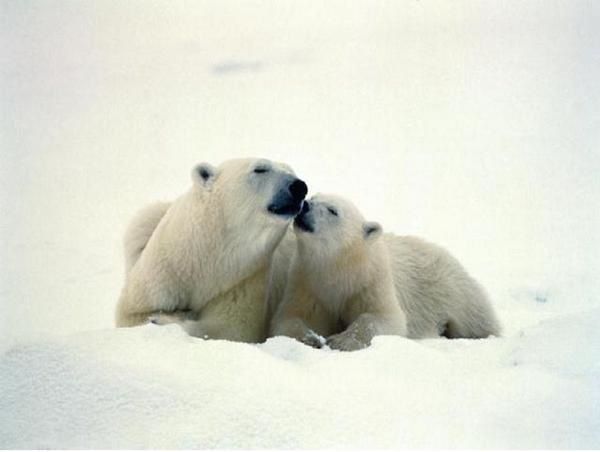 rencontre ours polaire
