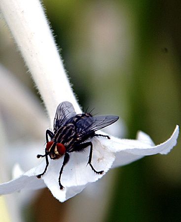 combien de temps vie une mouche combien de temps vie une mouche