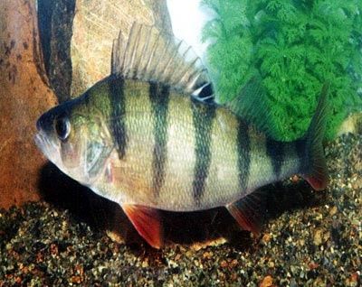 Les lignes pour la pêche le prix dnepropetrovsk