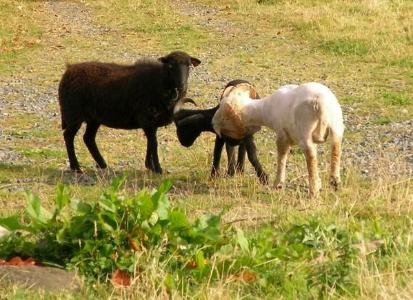 http://idata.over-blog.com/0/14/75/11/famille/troupeau-/les-tondus.jpg