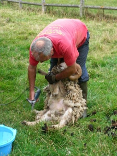 http://idata.over-blog.com/0/14/75/11/famille/troupeau-/tonte-merlin.jpg