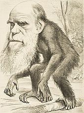 170px-Darwin ape