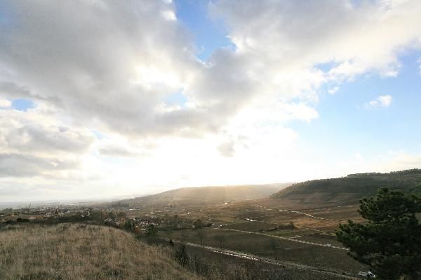 IMG-1460.jpg