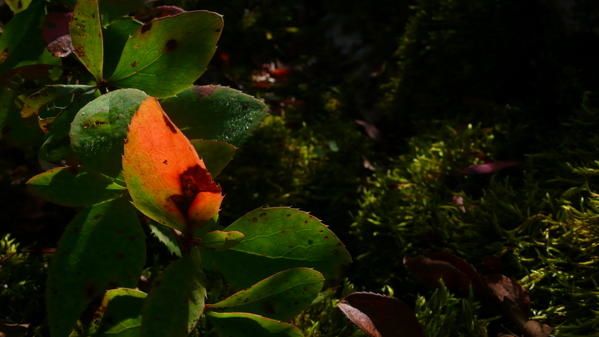 P1030007.JPG