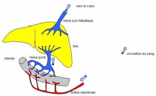 Si la varicosité sur les testicules dangereusement