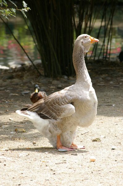 Toi, toi, mon oie! chante le canard.