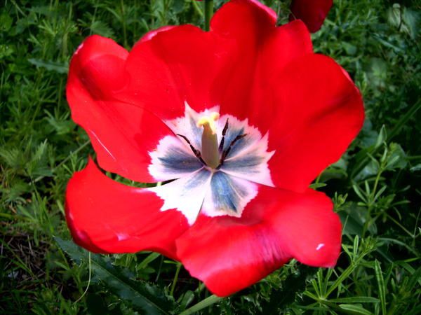 Tulipes aux couleurs occitanes