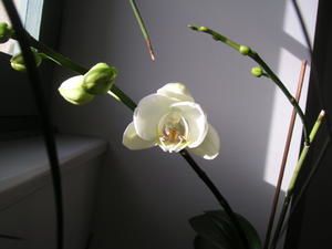 Orchid--e.JPG