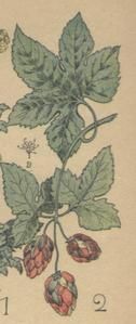 houblon houblon