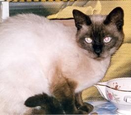 froussard siamois mâle 3/4 ans ( sin le noble 59)ADOPTE Froussard_1_