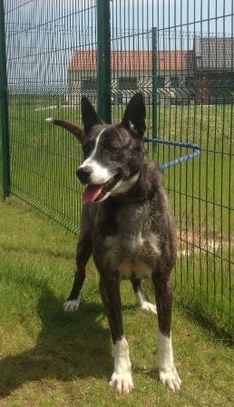 Odyssey mâle croisé husky de 4 ans REFU59 ADOPTE 11-x-husky-2