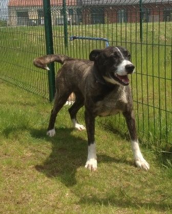Odyssey mâle croisé husky de 4 ans REFU59 ADOPTE 11-x-husky