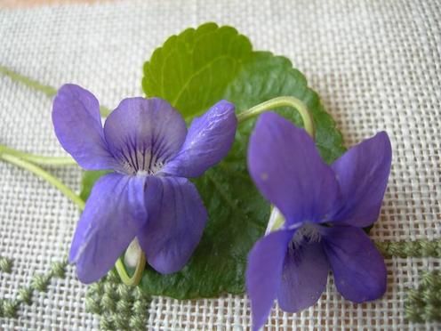 violettes0105081.jpg
