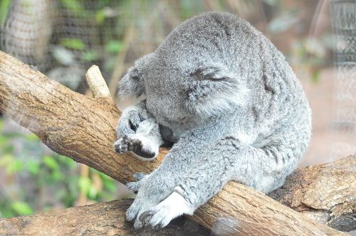 koala2404131.jpg