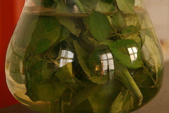 reflet de 3 fenêtres dans un vase de roses, photo dominique houcmant aka goldo graphisme