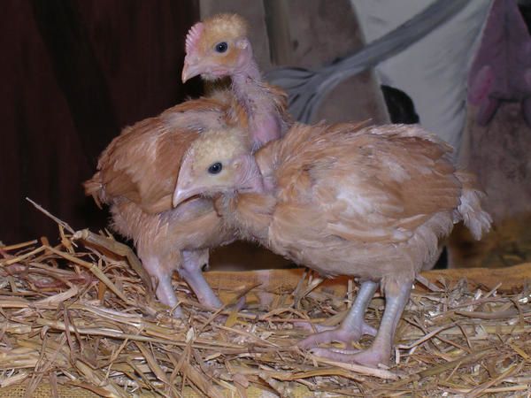 Poupous-Verlin.jpg