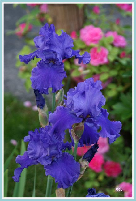 iris-de-mon-jardin--1.jpg