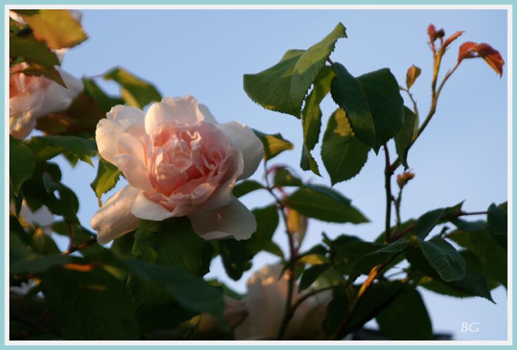 rose-de-mon-jardin.jpg