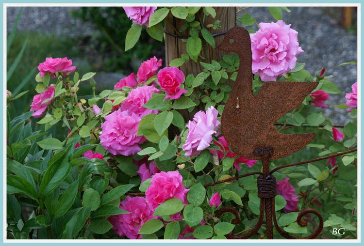 roses-de-mon-jardin.jpg
