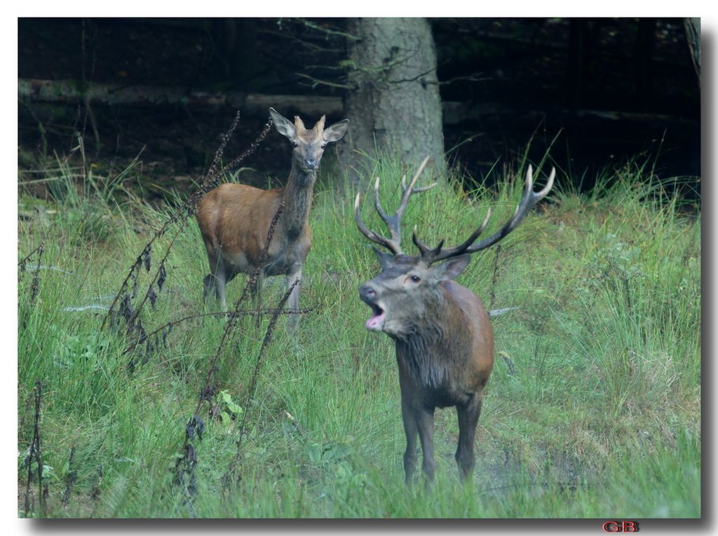 Brame du cerf, Vosges du nord 2009  visions