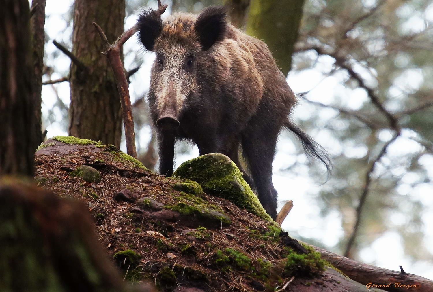rencontre sanglier foret