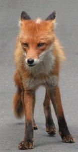 Kita Kitsune