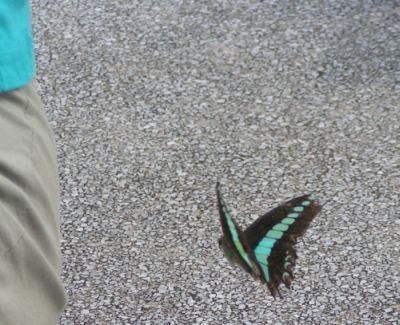 le papillon amoureux
