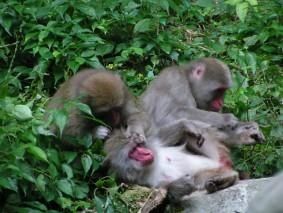 macaques du japon, Kamba falls