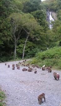 macaques du Japon