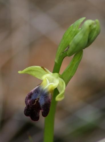 Ophrys mutilée Ophrys-lupercalis-2