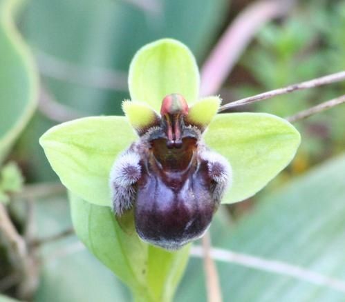 Bombyliflora 2009.02.15-100