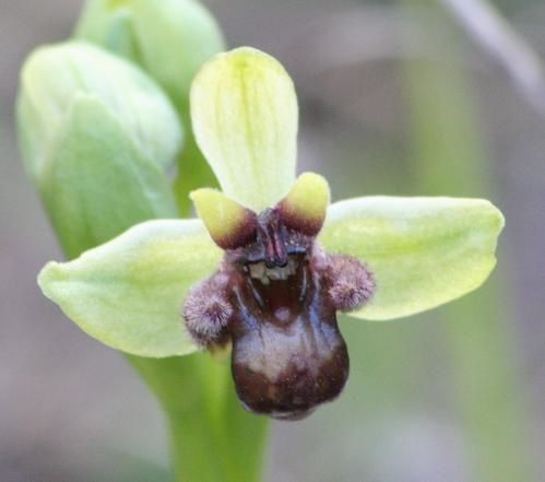 Bombyliflora 2009.02.25-043