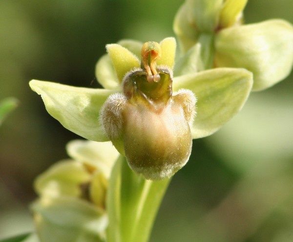 Bombyliflora 2009.03.19-341p
