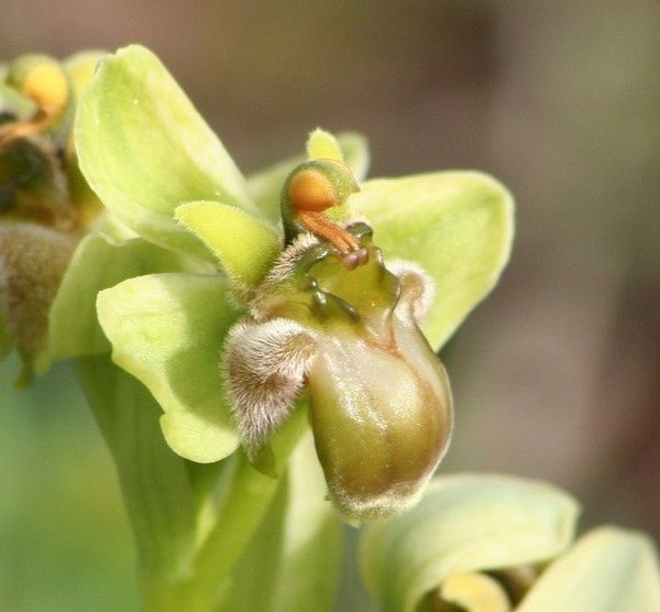 Bombyliflora 2009.03.19-349p