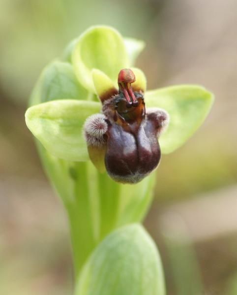 Ophrys bombyliflora ( Ophrys bombyx ) Bo19